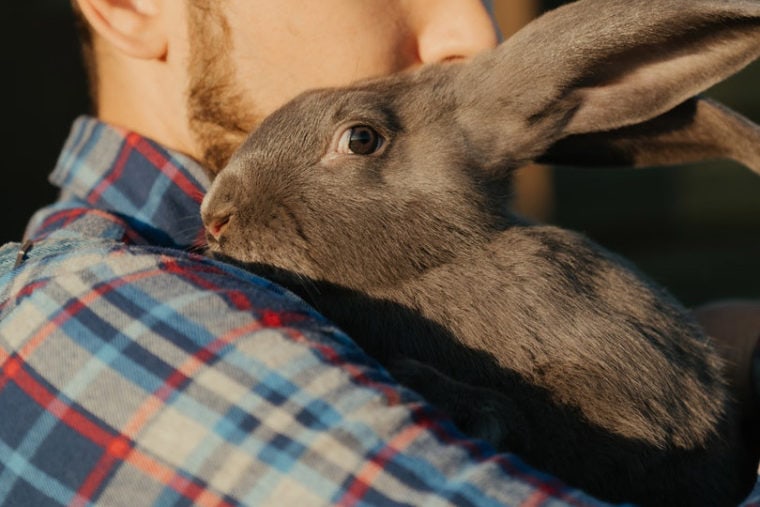 man holding a gray rabbit