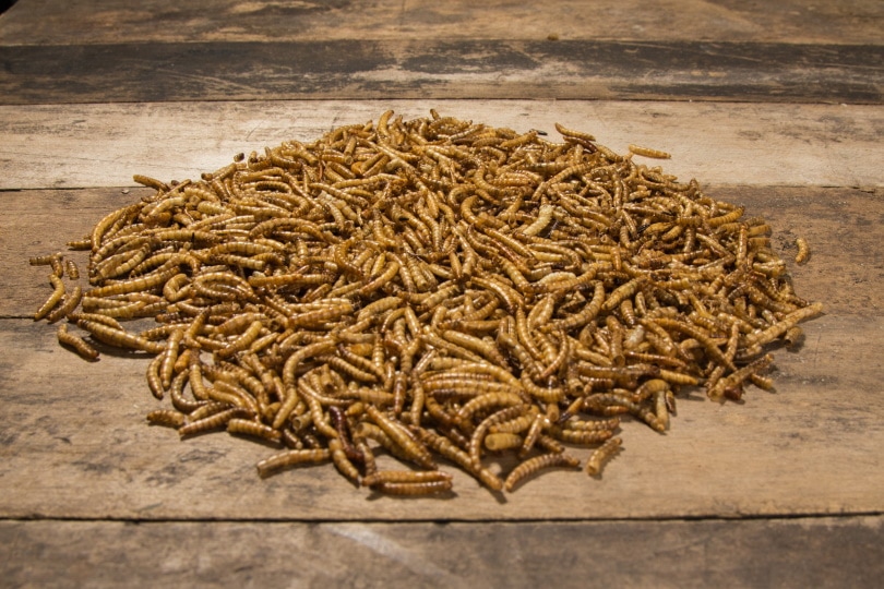 mealworm