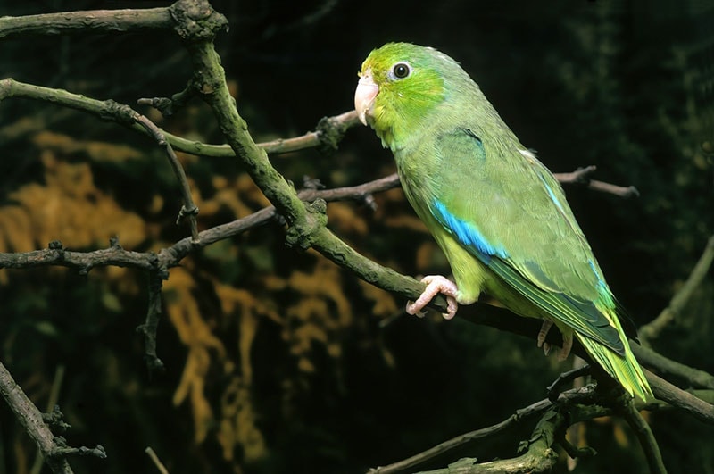 mexican parrotlet perching on a tiny branch