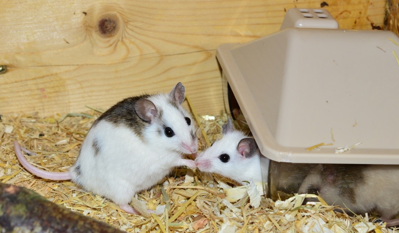ratones dentro de la jaula