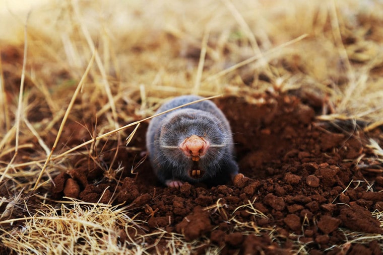 Do Moles Make Great Pets? What You Need to Know! | Pet Keen