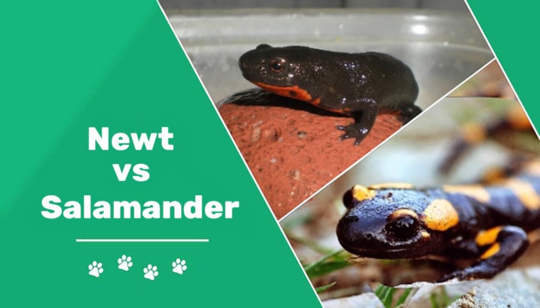 newt vs salamander header