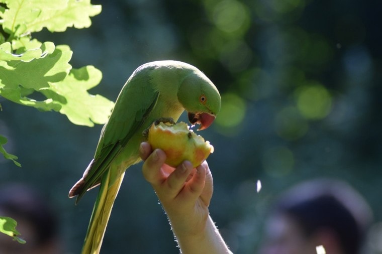 parakeet eating apple