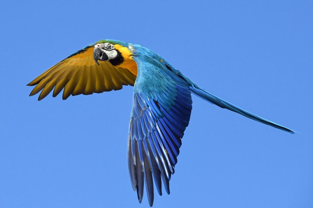 macaw flying