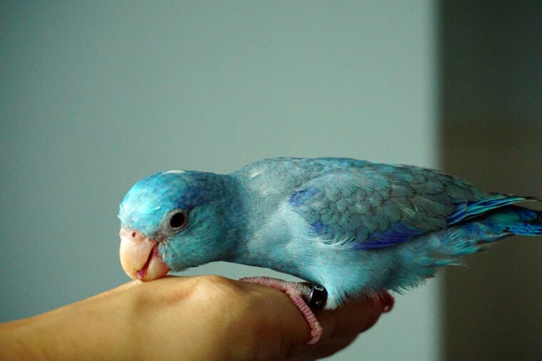 parrotlet bird bites the owner's skin