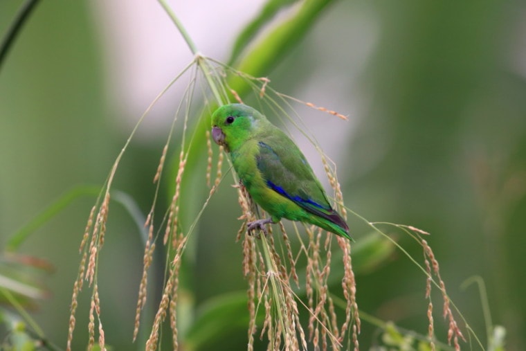 parrotlet bird