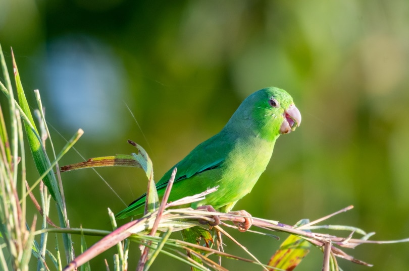 parrotlet on grass