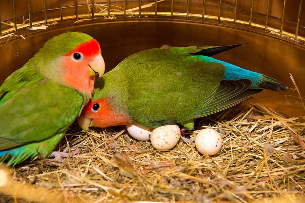 parrots with eggs