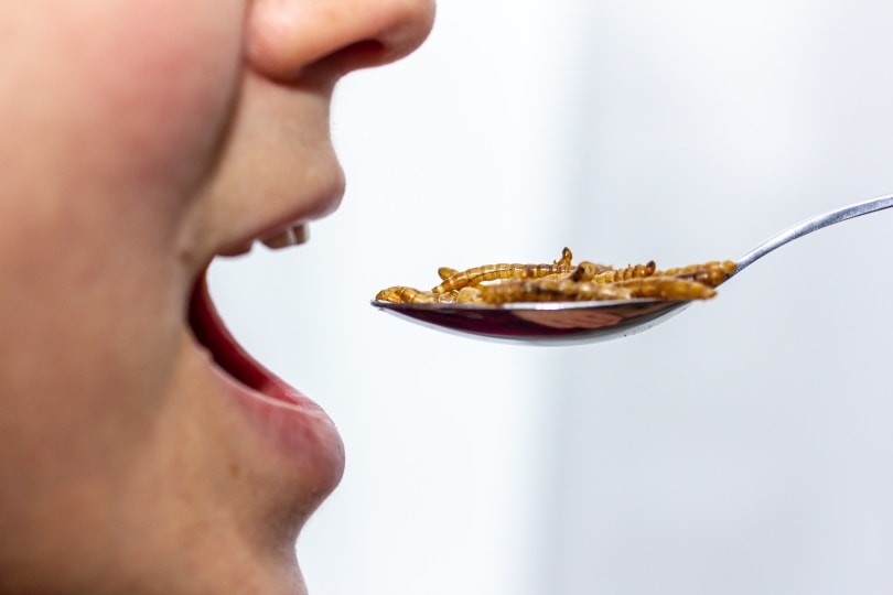 person eating mealworm