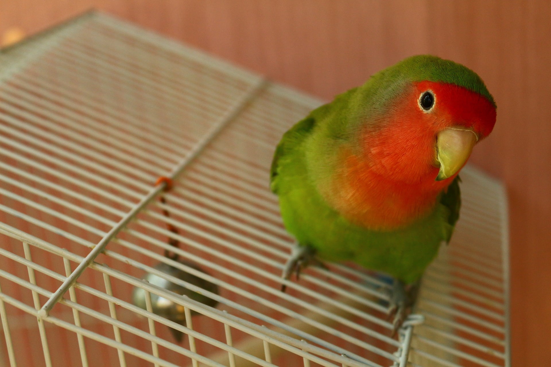 Red headed lovebird on cage