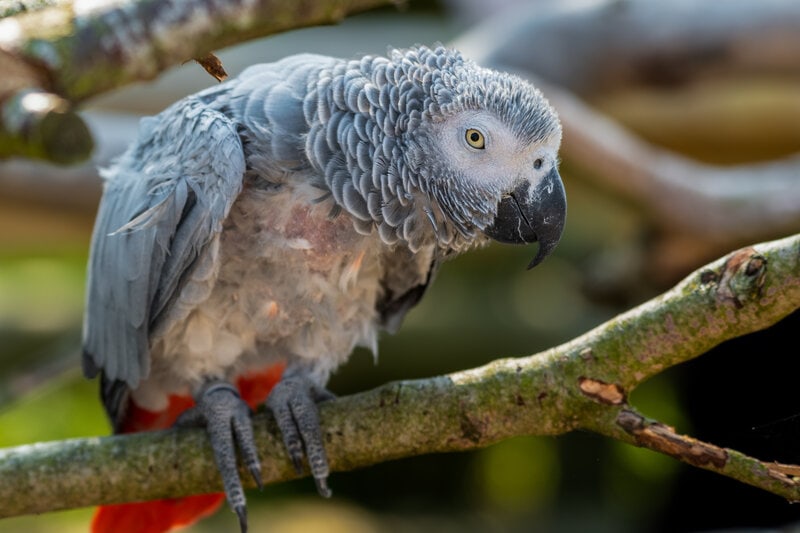 Plucked African Grey Parrot