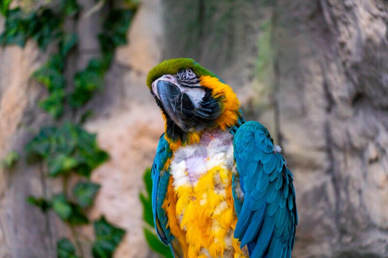 Plucked blue and yellow macaw