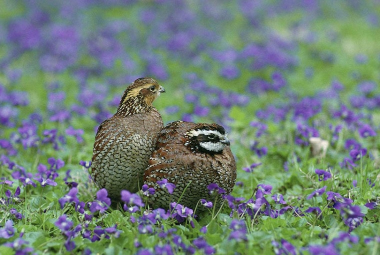 quails in flower field