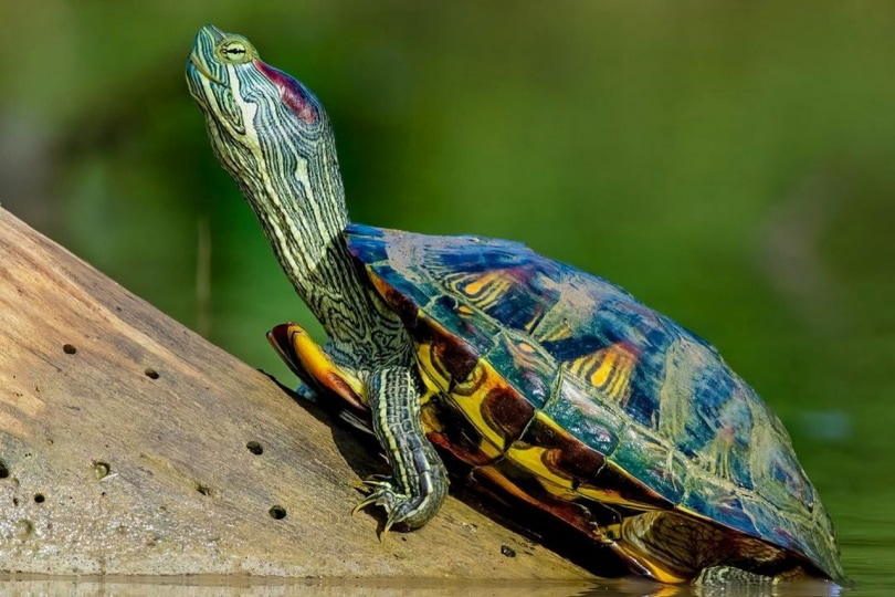 red-eared slider on a log