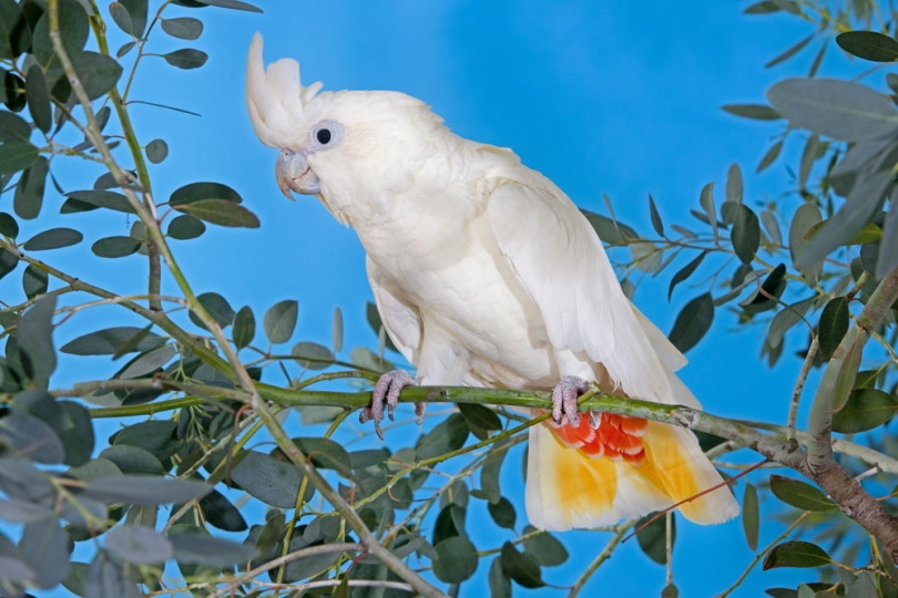 solomons cockatoo red tailed cockatoo