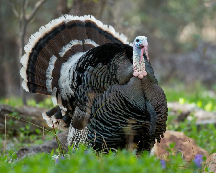 male gould's turkey