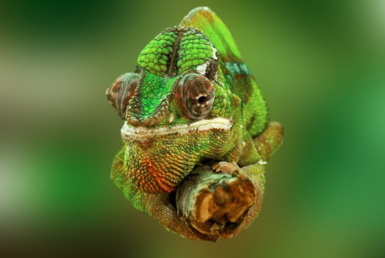 rudis chameleon hanging on a branch