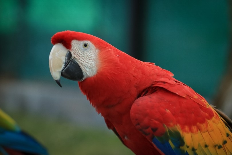 scarlet macaw close up