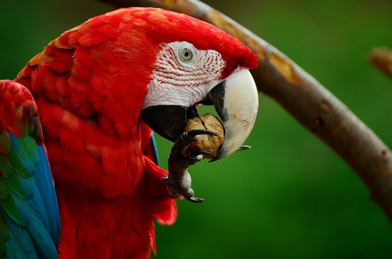 scarlet macaw eating