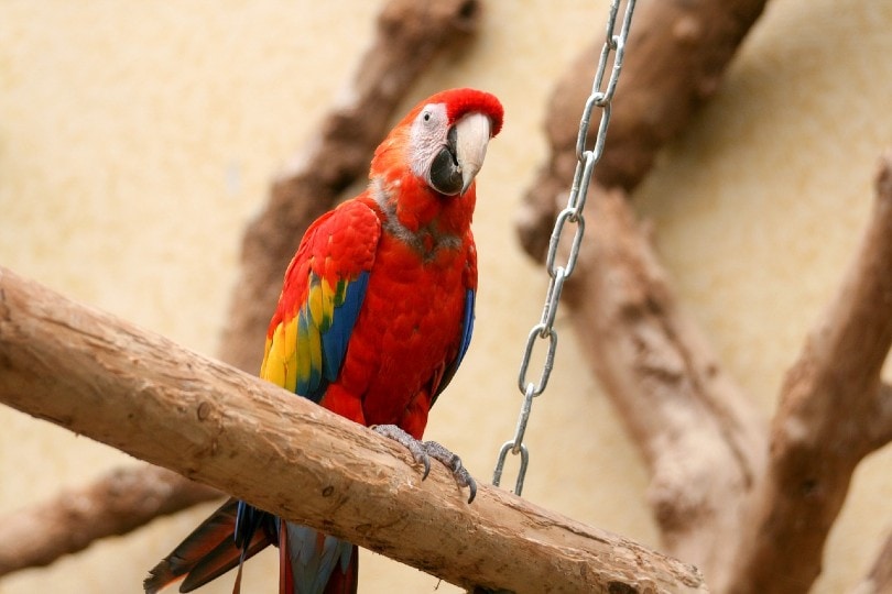 scarlet macaw looking down