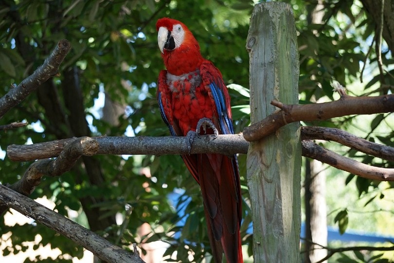 scarlet macaw on tree branch
