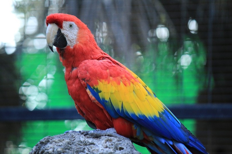 luge mønster Dødelig How Much Does a Scarlet Macaw Cost? (2022 Price Guide) | Pet Keen