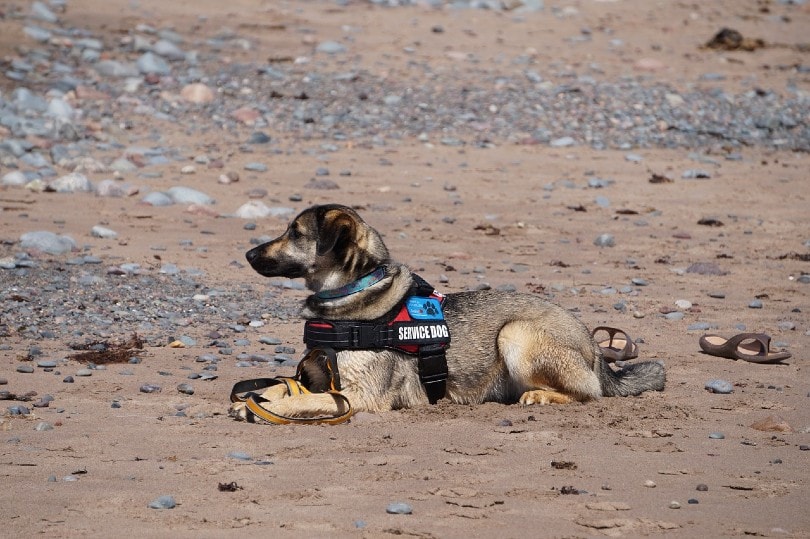 service dog lying by the shore