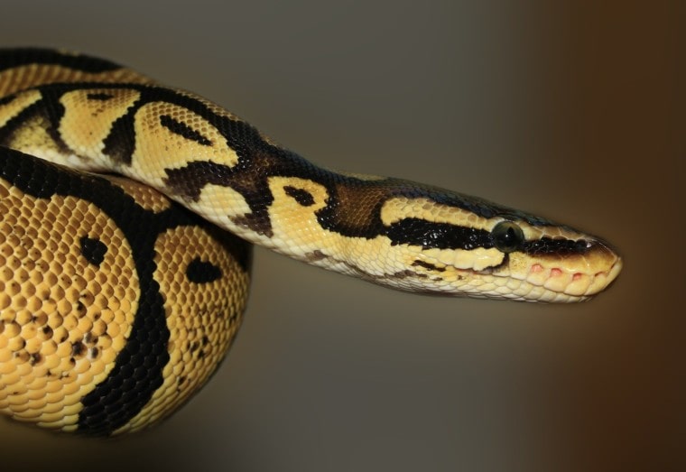 Paradox ball python