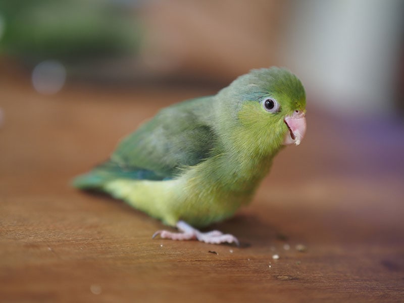 spectacled green parrotlet on a table