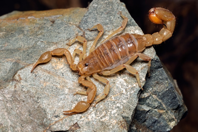 10 Scorpions Found In California With Pictures Pet Keen