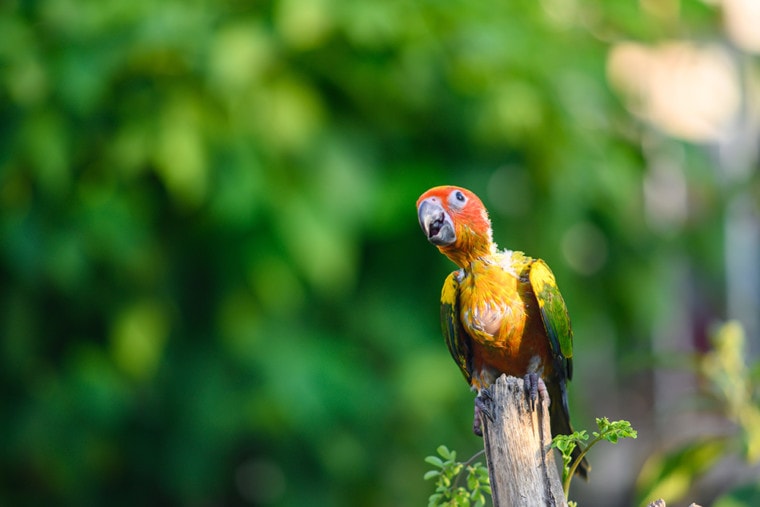 sun conure parrot on the tree branch