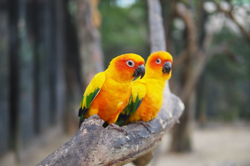 Sun Conure Parrot - Personality, Diet & Care Guide (With Pictures) | Pet  Keen