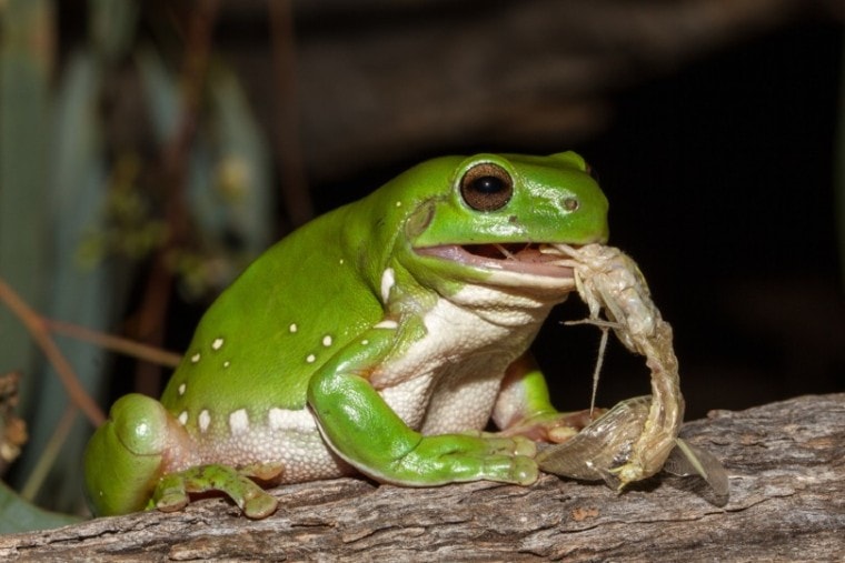 tree frog feeding in the wild