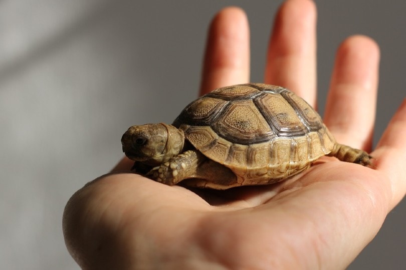 turtle on hand