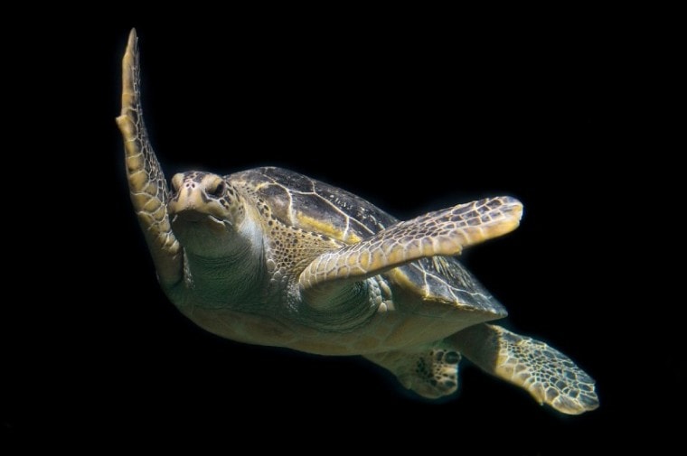 turtle with black background