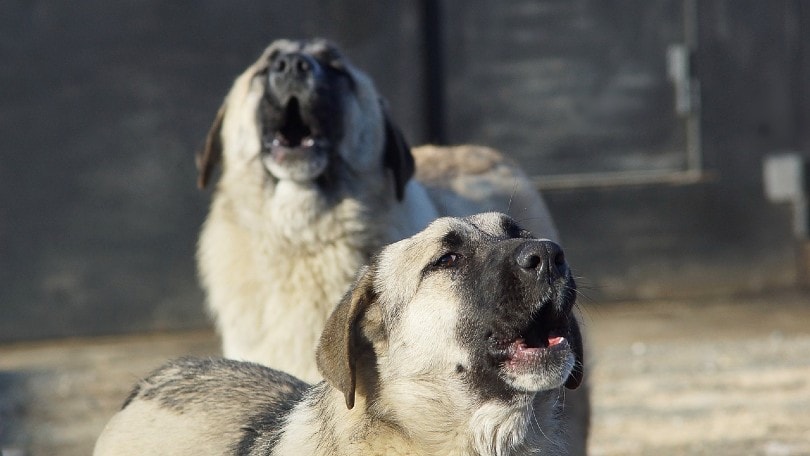two dogs howling