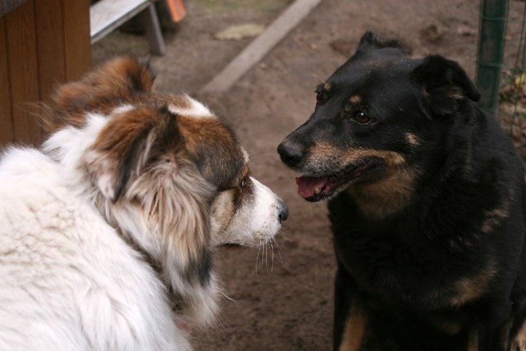 two dogs interacting