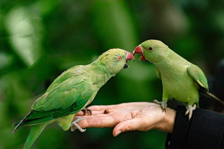 two parrots on a person's hand