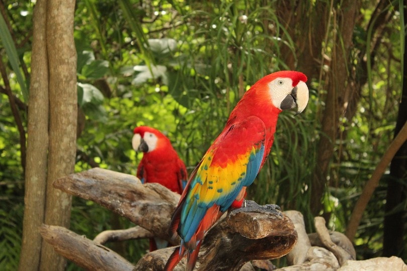 two scarlet macaws in the wild