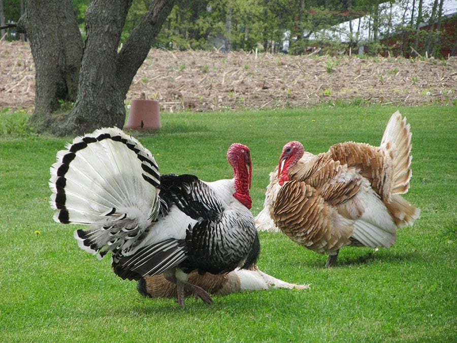 Why Do Turkeys Puff Up? 3 Reasons for This Behavior