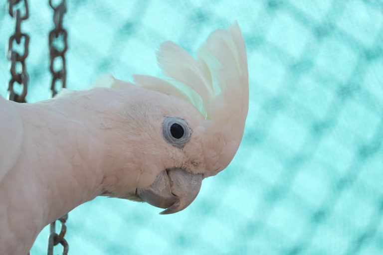 umbrella cockatoo lifespan in wild