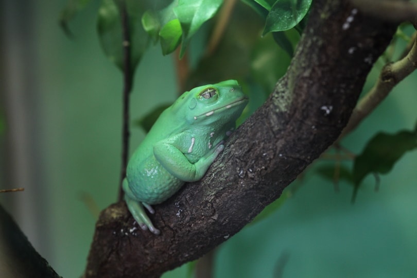 are green tree frogs poisonous to dogs australia