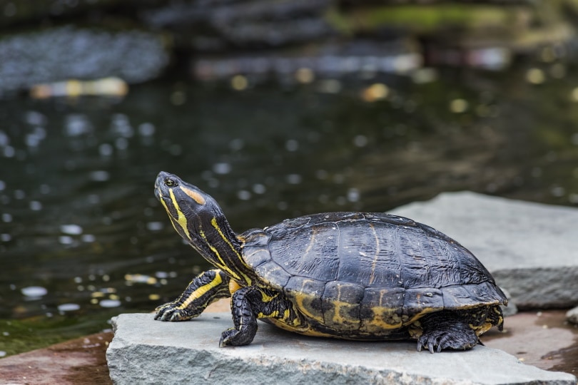 Can Turtles Eat Fish Food? What You Need to Know! | Pet Keen