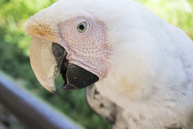 white Macaw