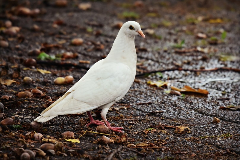 17 Fascinating & Fun Dove Facts You Never Knew | Pet Keen