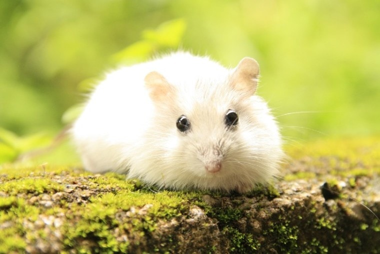 6. Common Myths and Misconceptions about Hamster Respiratory Health
