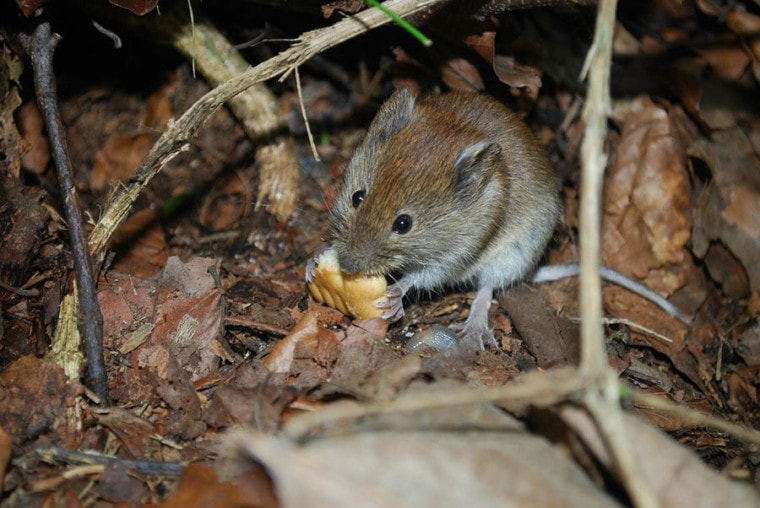 wild mouse eating in the woods