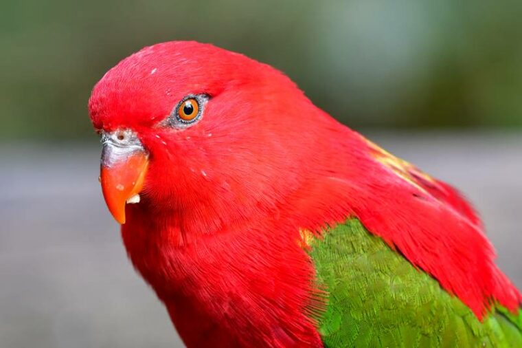 12 Types of Lorikeets that Make Great Pets (with Pictures) | Pet Keen