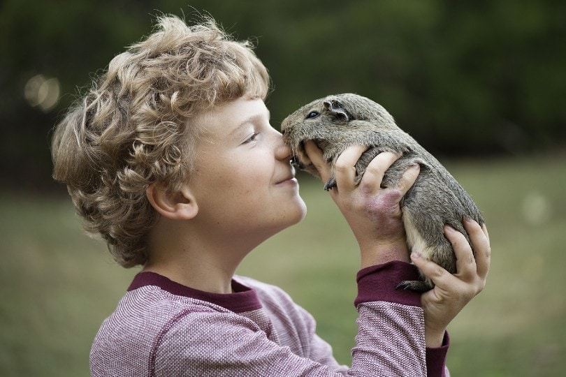 young boy playing with guinea pig