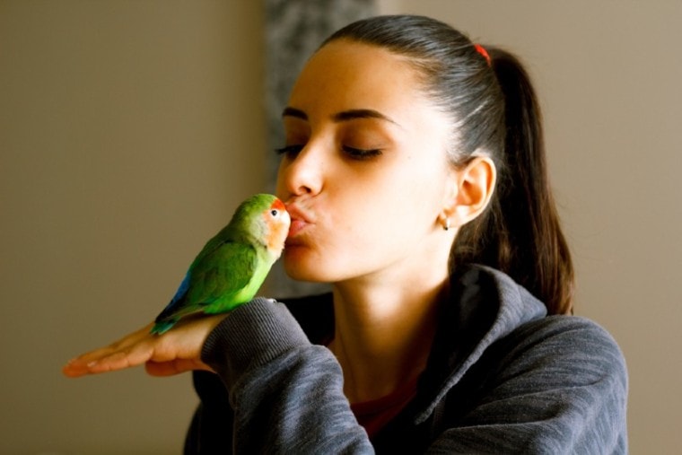 young girl kissing her pet lovebird